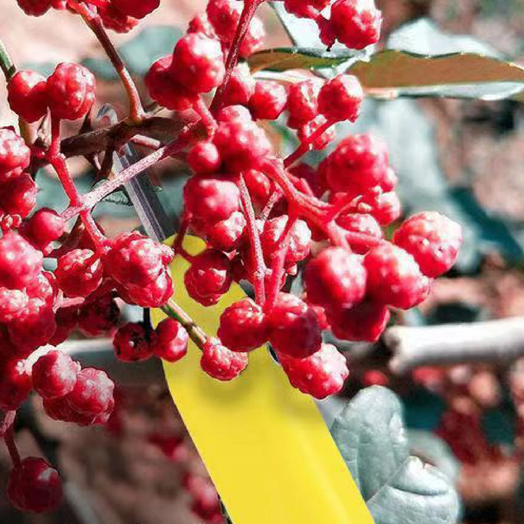 Handheld Pepper Scissors Pepper Picking Tool Portable Fruit Picking Tool for Garden Plant Chili Vegetable Fruit Pruning Picking Zpaxo