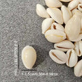10/20pcs Golden Edged Seashells Home Decor Fish Tank Ornament Beach Theme Aquarium Decoration Shell Accessories Zpaxo 20PCS