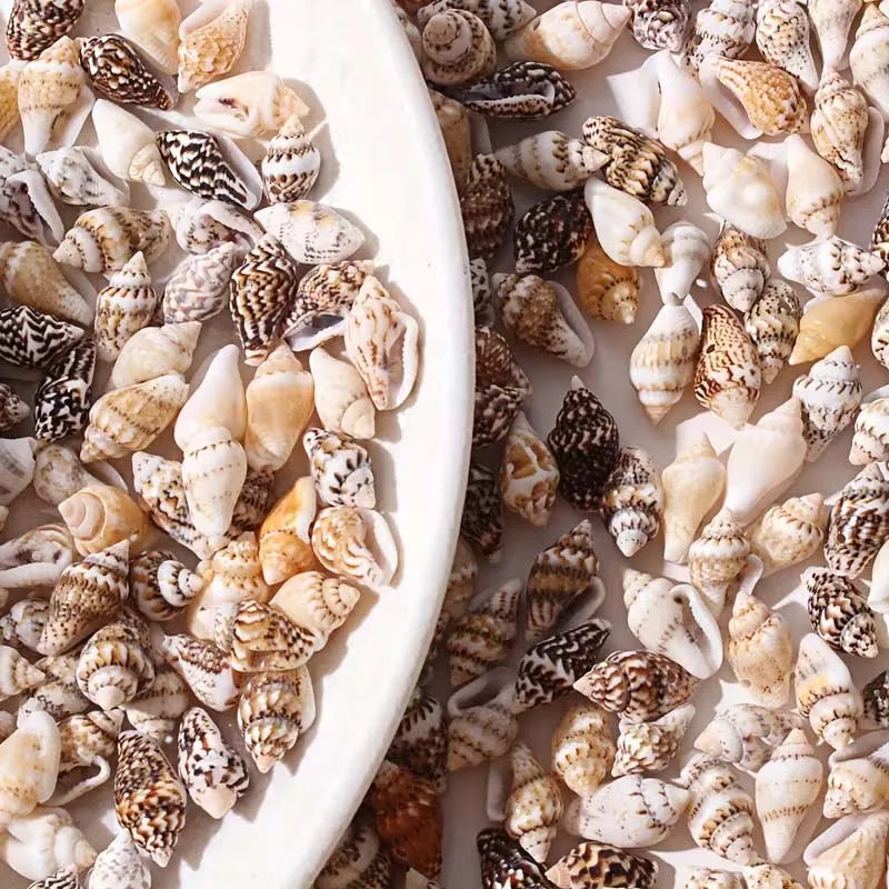 30g Mini Conch Shells – DIY Jewelry, Bracelet & Decor Craft DIY Craft Shells Zpaxo