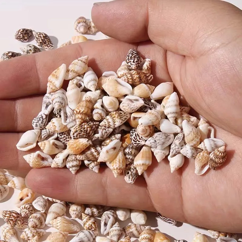 30g Mini Conch Shells – DIY Jewelry, Bracelet & Decor Craft DIY Craft Shells Zpaxo