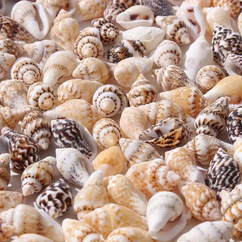 30g Mini Conch Shells – DIY Jewelry, Bracelet & Decor Craft DIY Craft Shells Zpaxo