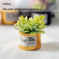 Mini Plastic Succulent Pots – Fairy Garden & Dollhouse Decor