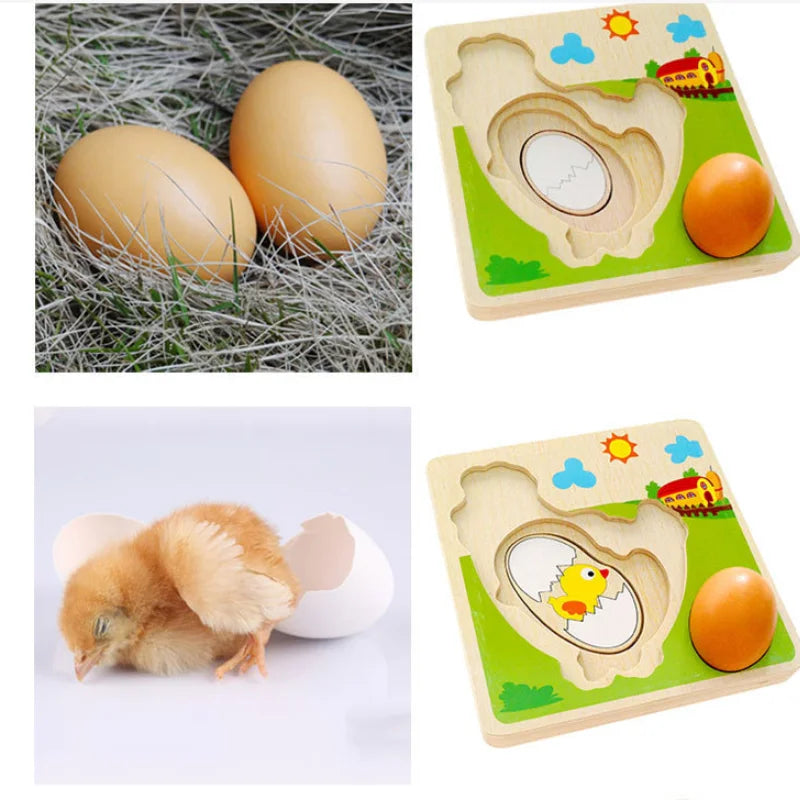 Wood 3D Puzzle Chick Grow Hens Laying Eggs Process Jigsaw Learning