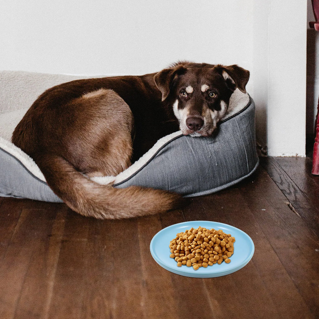 Ceramic Cat Bowl Protective Shallow Dish Anti-skid Household Pet