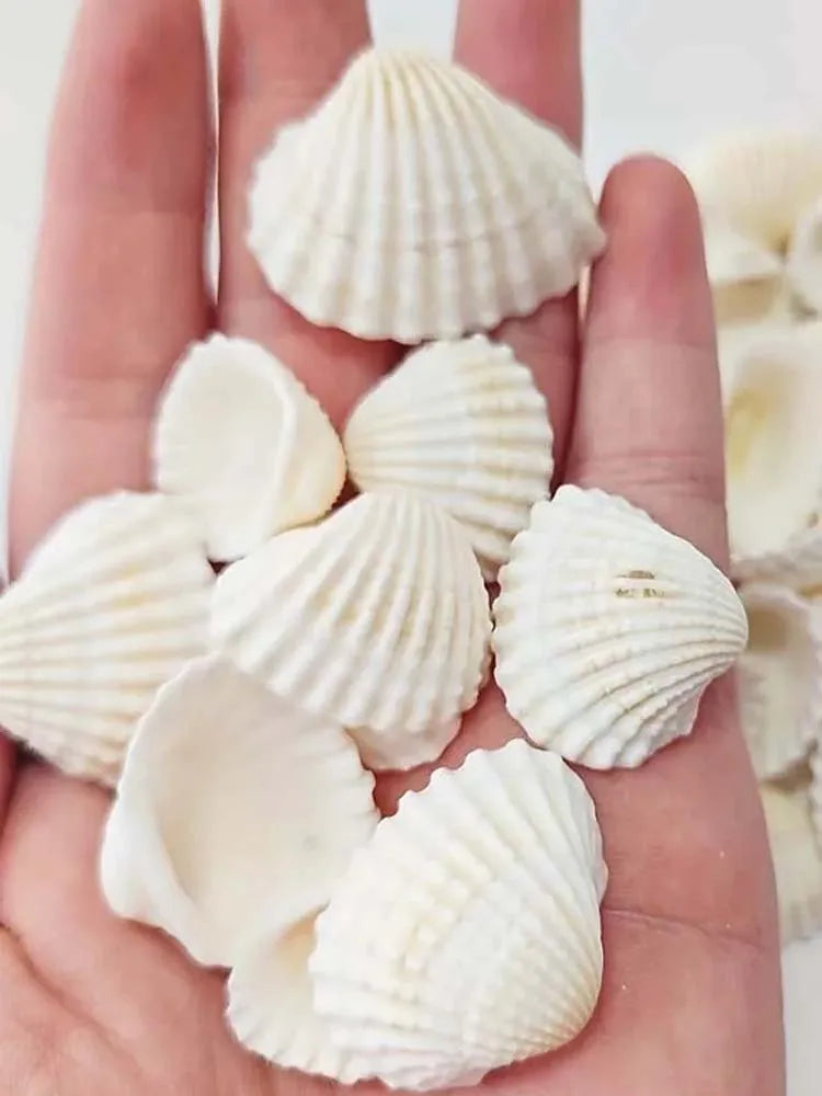 25pcs Natural Sea Charms Suitable for DIY Jewelry Making, Seashell Beads for Necklace, Bracelet, Earring Crafting Zpaxo 10PCS
