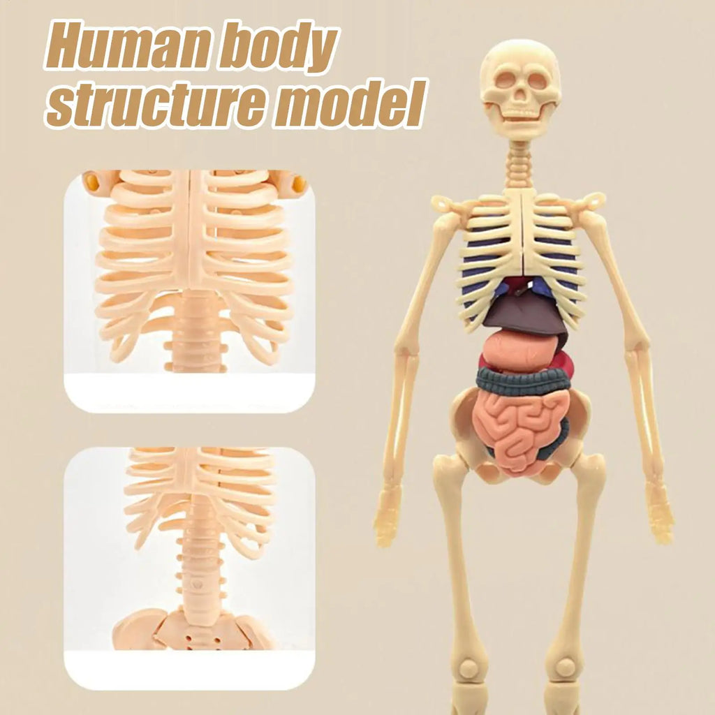Anatomy Models Human Body 3D Human Skeleton Figure Toy Assembly Educational Toys For Kids Ages 6 School Classroom Teachers Zpaxo