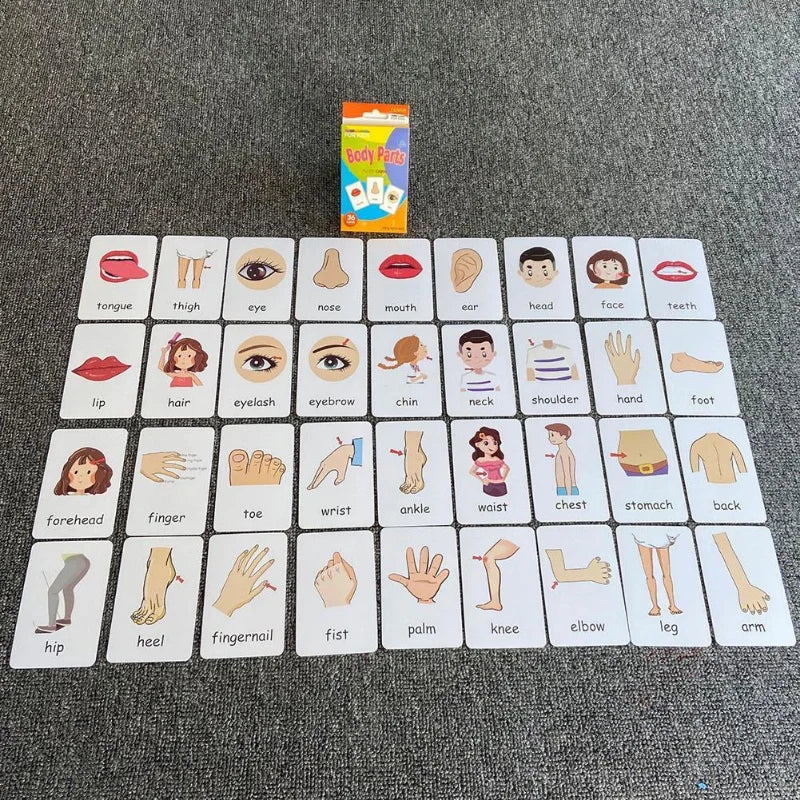 36pcs Cognition Cards Body Parts Animal Fruits Double Side Flashcards Early Educational Gifts Zpaxo