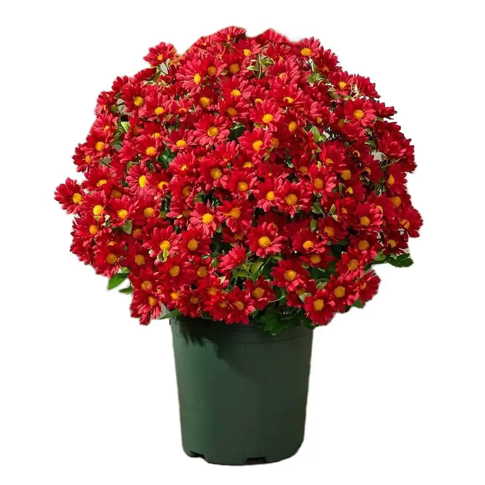 Artificial Mums Outdoors 10-Bundle Outdoor Sunset Fall Flowers