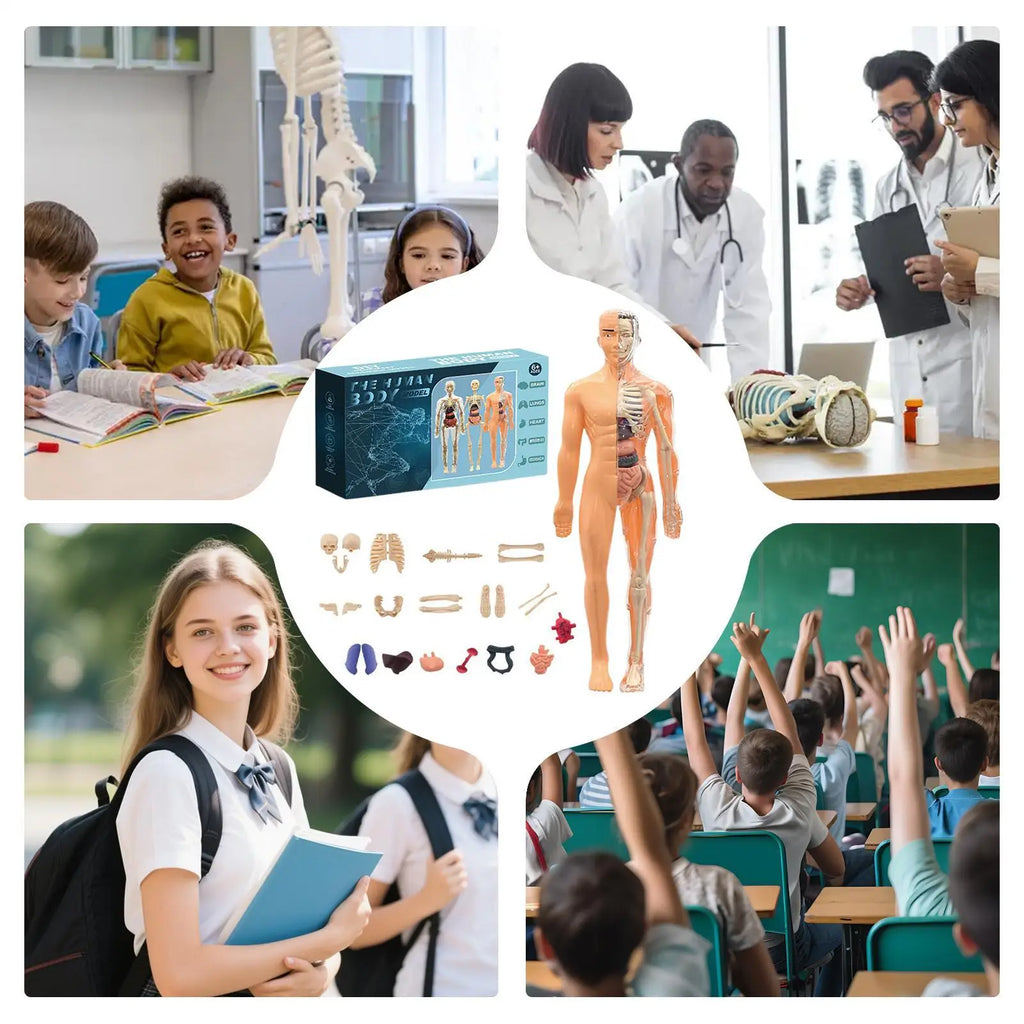 Anatomy Models Human Body 3D Human Skeleton Figure Toy Assembly Educational Toys For Kids Ages 6 School Classroom Teachers Zpaxo
