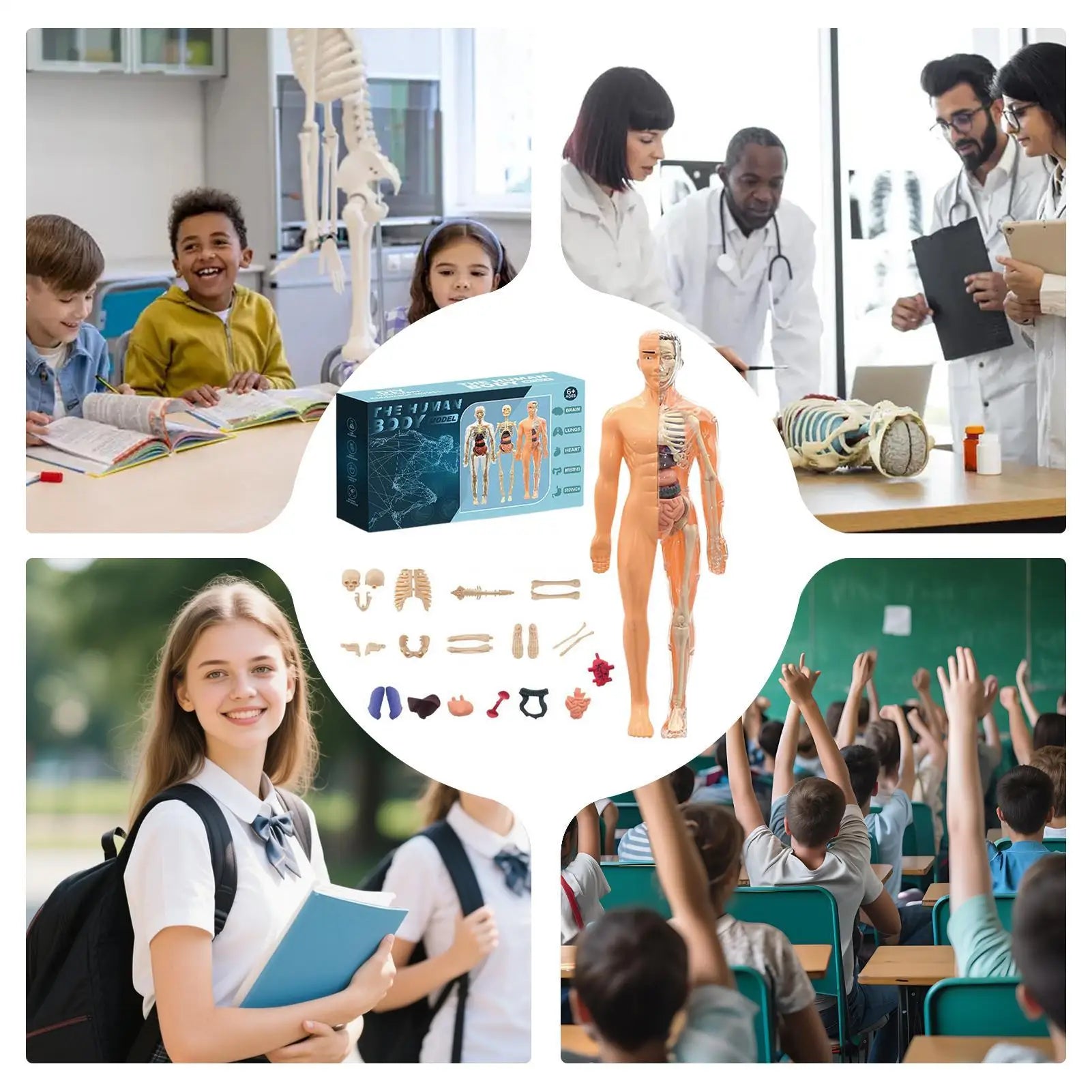 Anatomy Models Human Body 3D Human Skeleton Figure Toy Assembly Educational Toys For Kids Ages 6 School Classroom Teachers Zpaxo