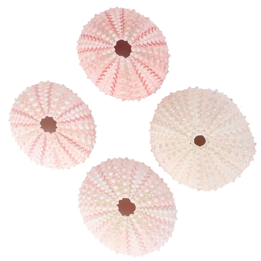 Sea Urchin Shells Creative Pineapple Plant Pots Natural Air Holders