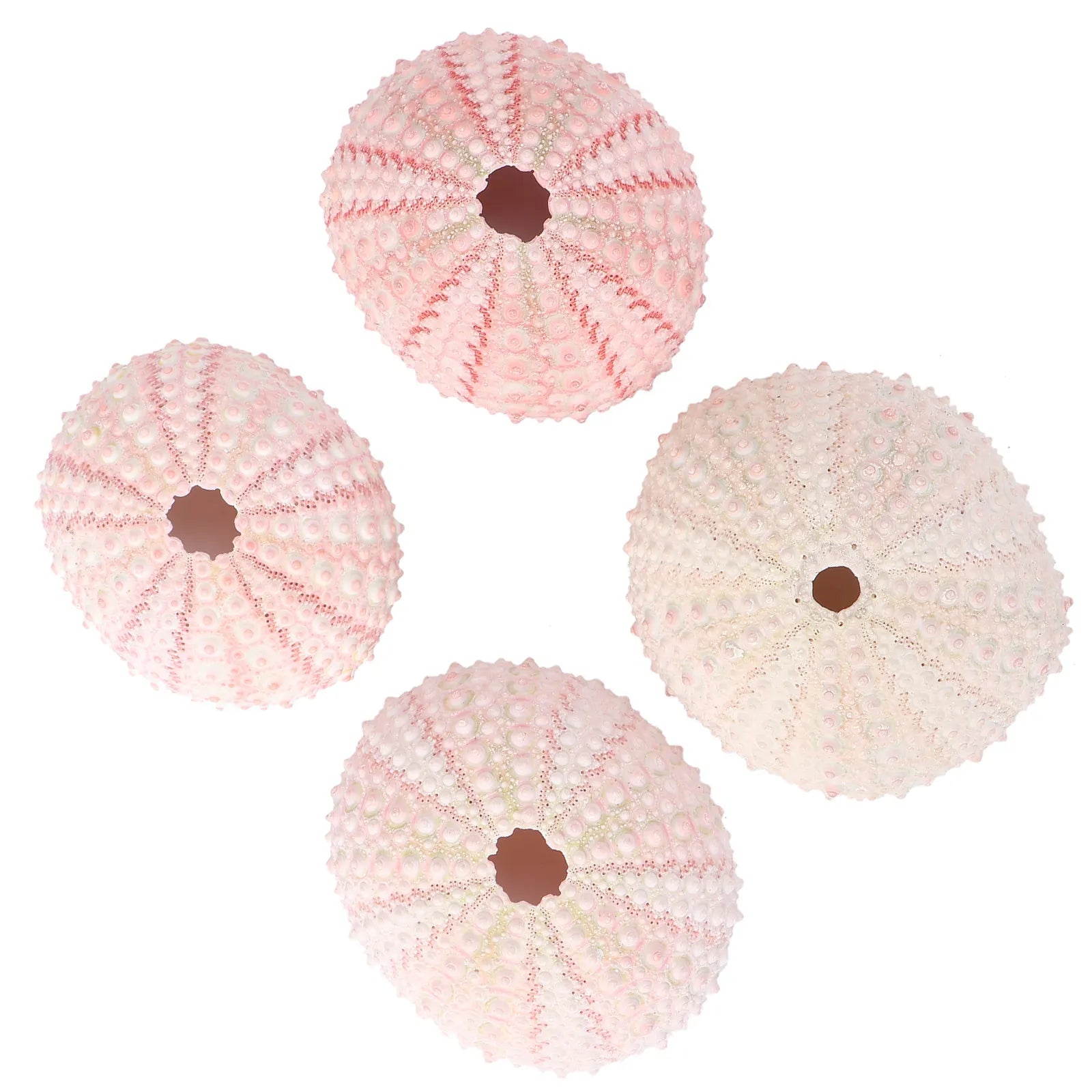 Sea Urchin Shells Creative Pineapple Plant Pots Natural Air Holders