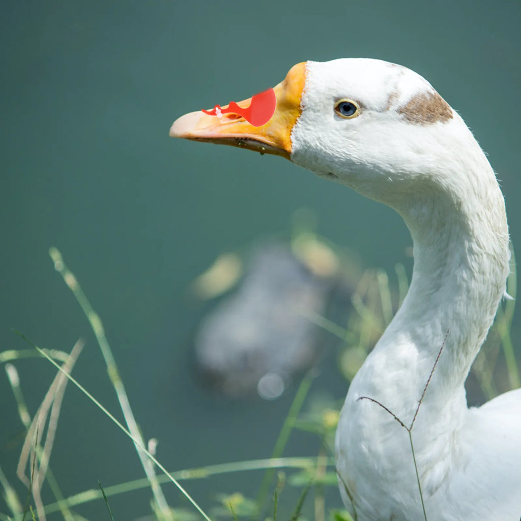 Anti-pecking Glasses Ducks Geese Heavy Duty Plastic Poultry Eye