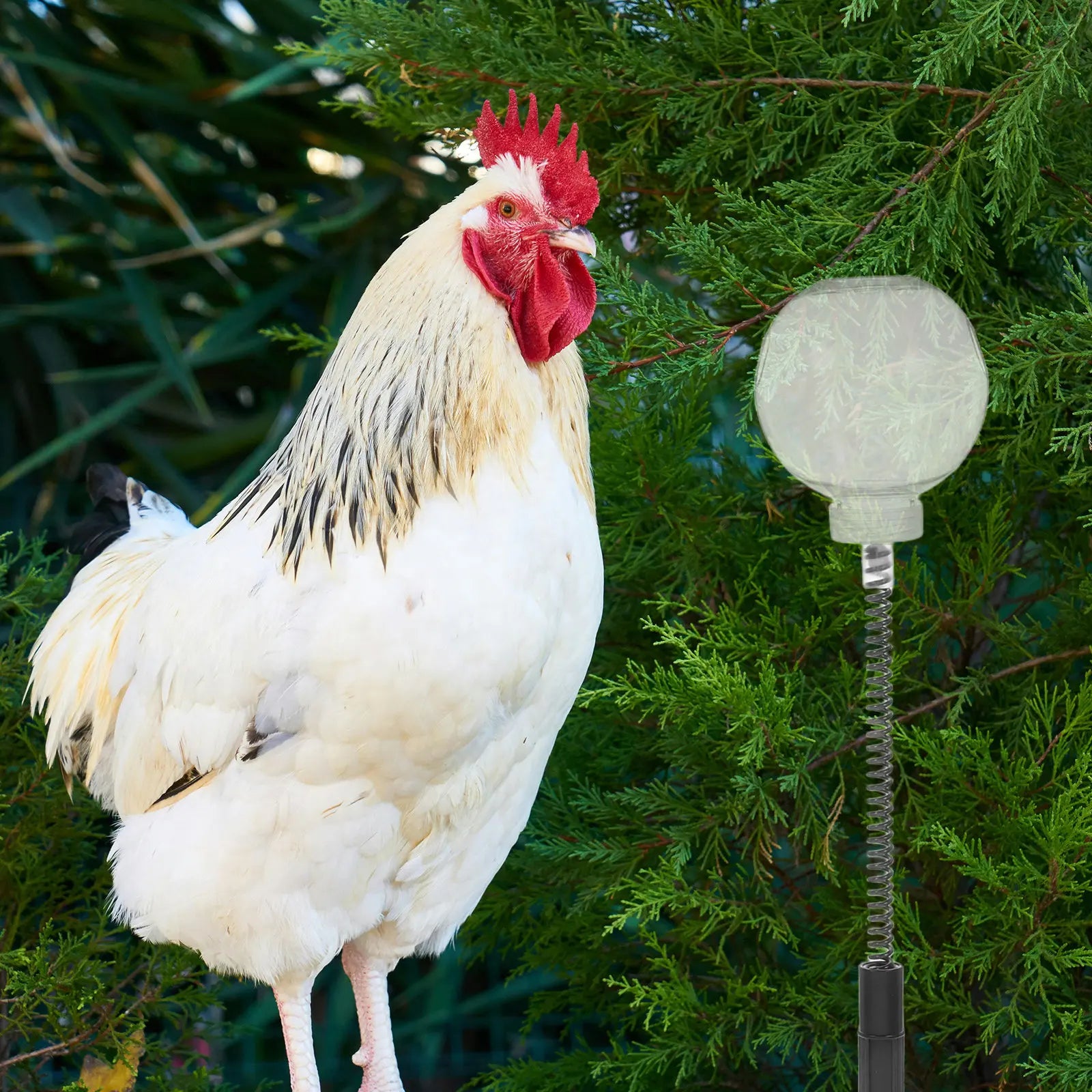 Chicken Enrichment Feeder Slow Release Dispenser Hanging Wobble
