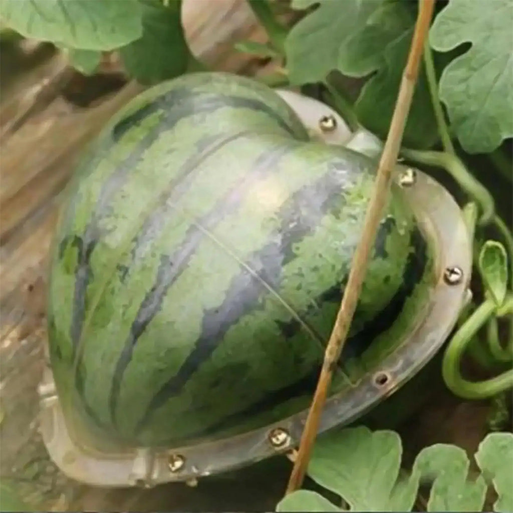 Vegetable Molds Growing Transparent Shaping Pumpkin Mold Home