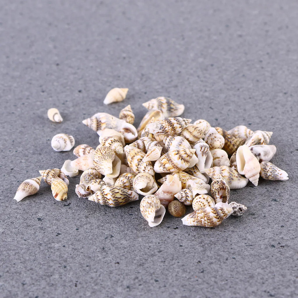 Natural Seashells Crafts Decorative Conch Rich Dark Teal Subtle Ideal