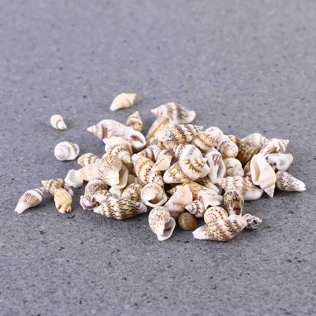 Natural Seashells Crafts Decorative Conch Rich Dark Teal Subtle Ideal