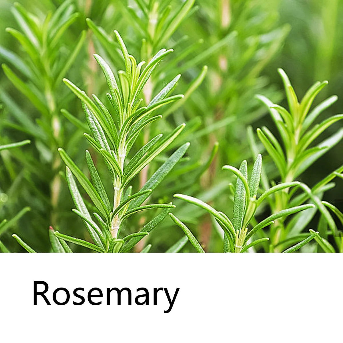 Rosemary Essential Oil Shampoo Bar – Moisturizing & Cleansing Shampoo Bar Zpaxo