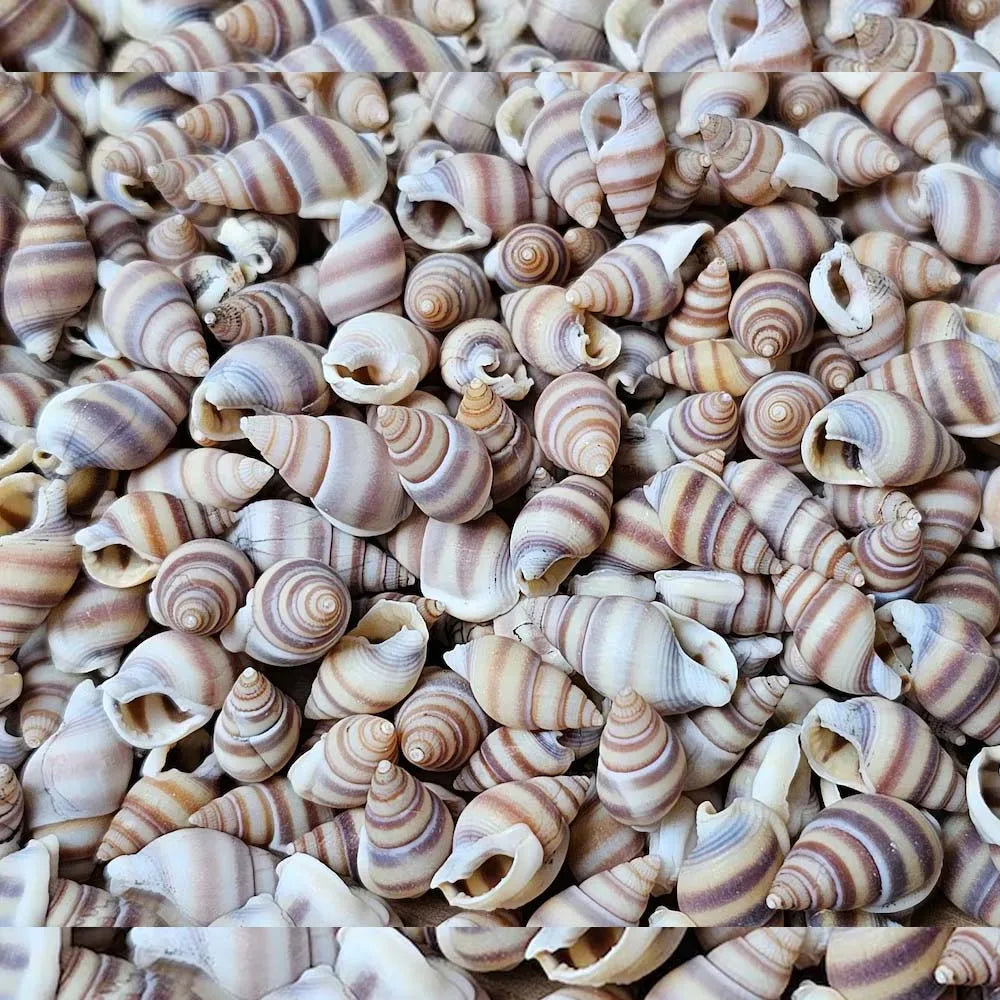 1Box Mini Sea Shells, Tiny Beach Shells,Seasnail For hobby, gift or decoration Art Crafts Projects Fish Tank Vase Fill Zpaxo