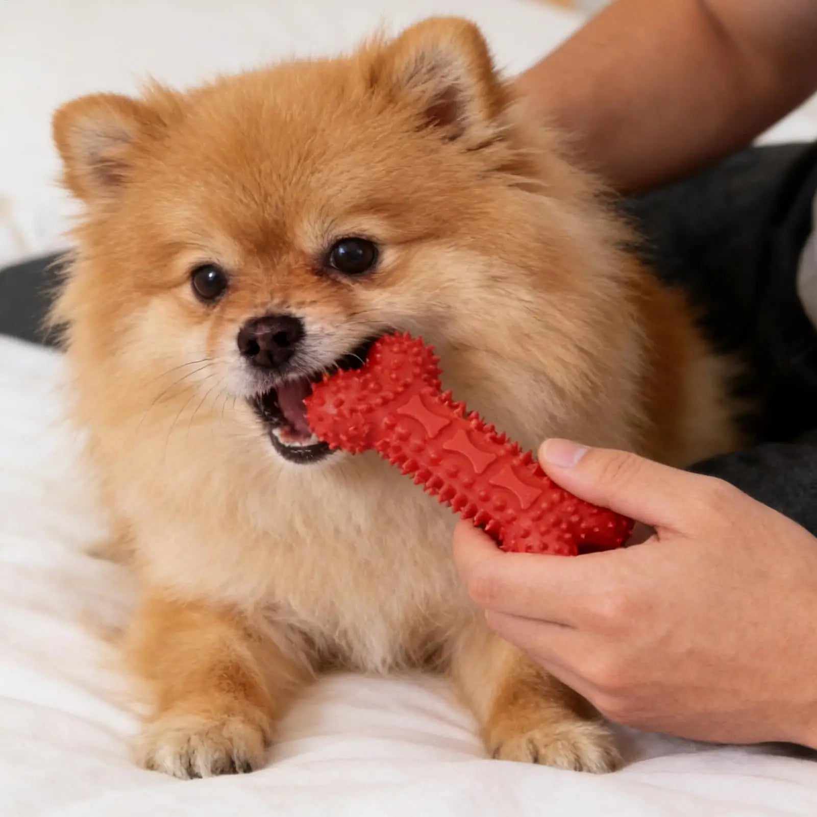 Dog Chew Toy Bone Teeth Cleaning Puppy Bite Resistant Dental Stick