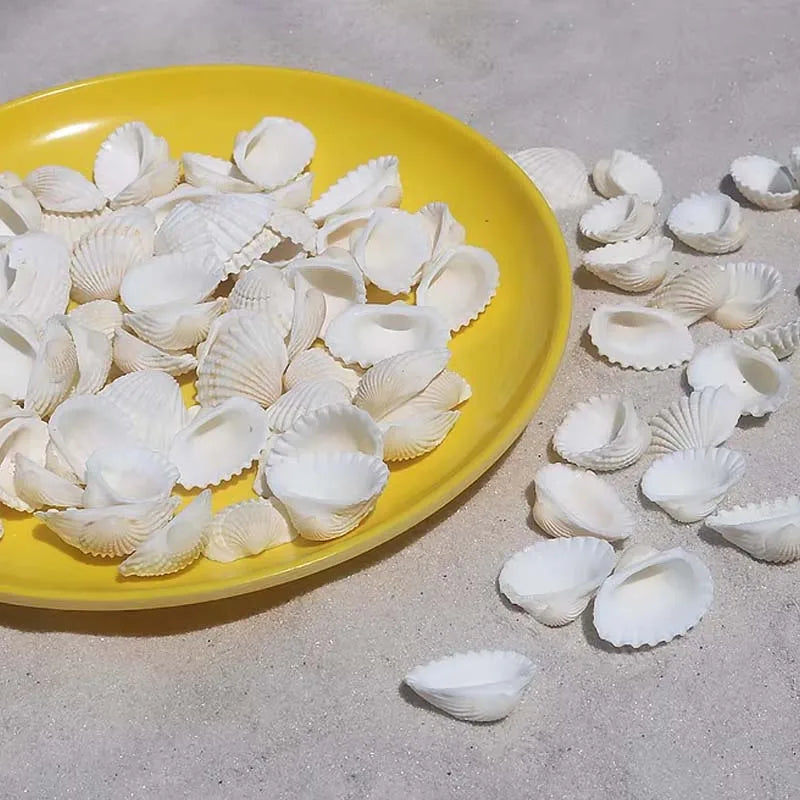 25pcs Natural Sea Charms Suitable for DIY Jewelry Making, Seashell Beads for Necklace, Bracelet, Earring Crafting Zpaxo