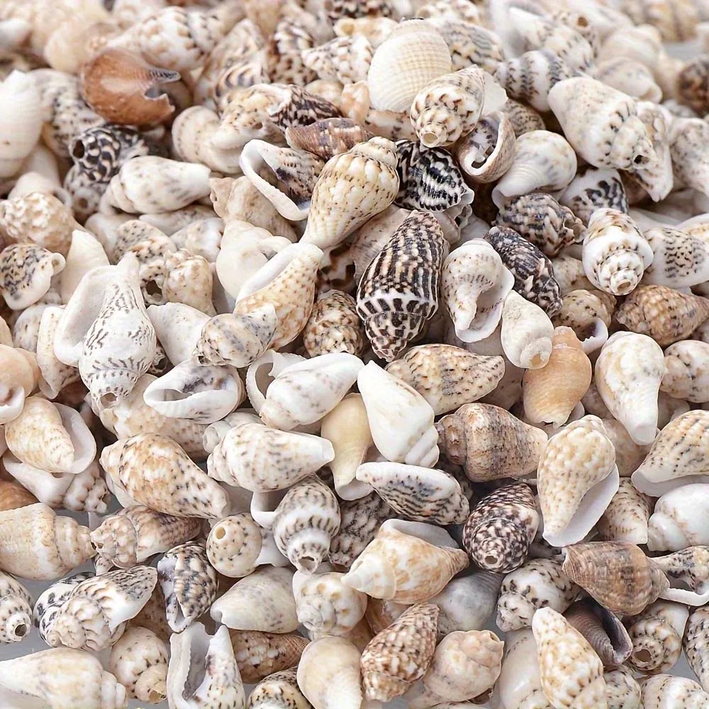 Seashells for Crafts, Jewelry Making & Beach Home Decor Craft Seashells Zpaxo