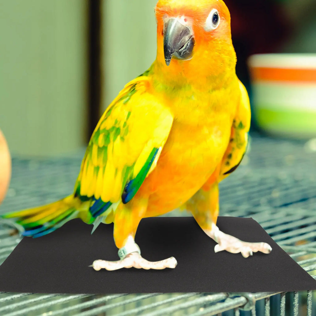 Pet Bird Sandpaper Sheets Fine Grit Abrasive Material Beak Claw Care