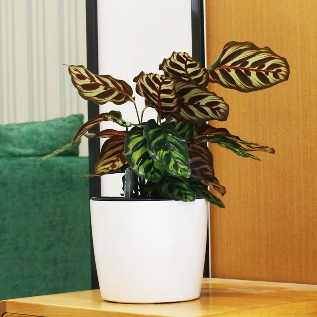 Round Self-watering Plant Flower Pot Water Level Indicator Plastic Zpaxo