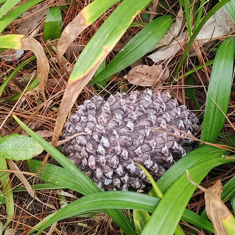 Outdoor Pinecone Spare Garden Key Box Rock Hidden Hide Stone Security