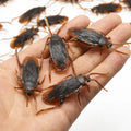 Realistic Cockroach Model Novelty Prop Toy Pranking April Fools' Day