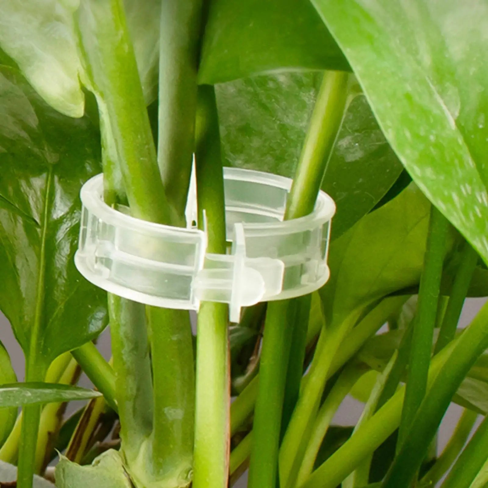 100-Pack Plant Support Clips – Trellis Stake Clips for Garden Plant Support Clips Zpaxo