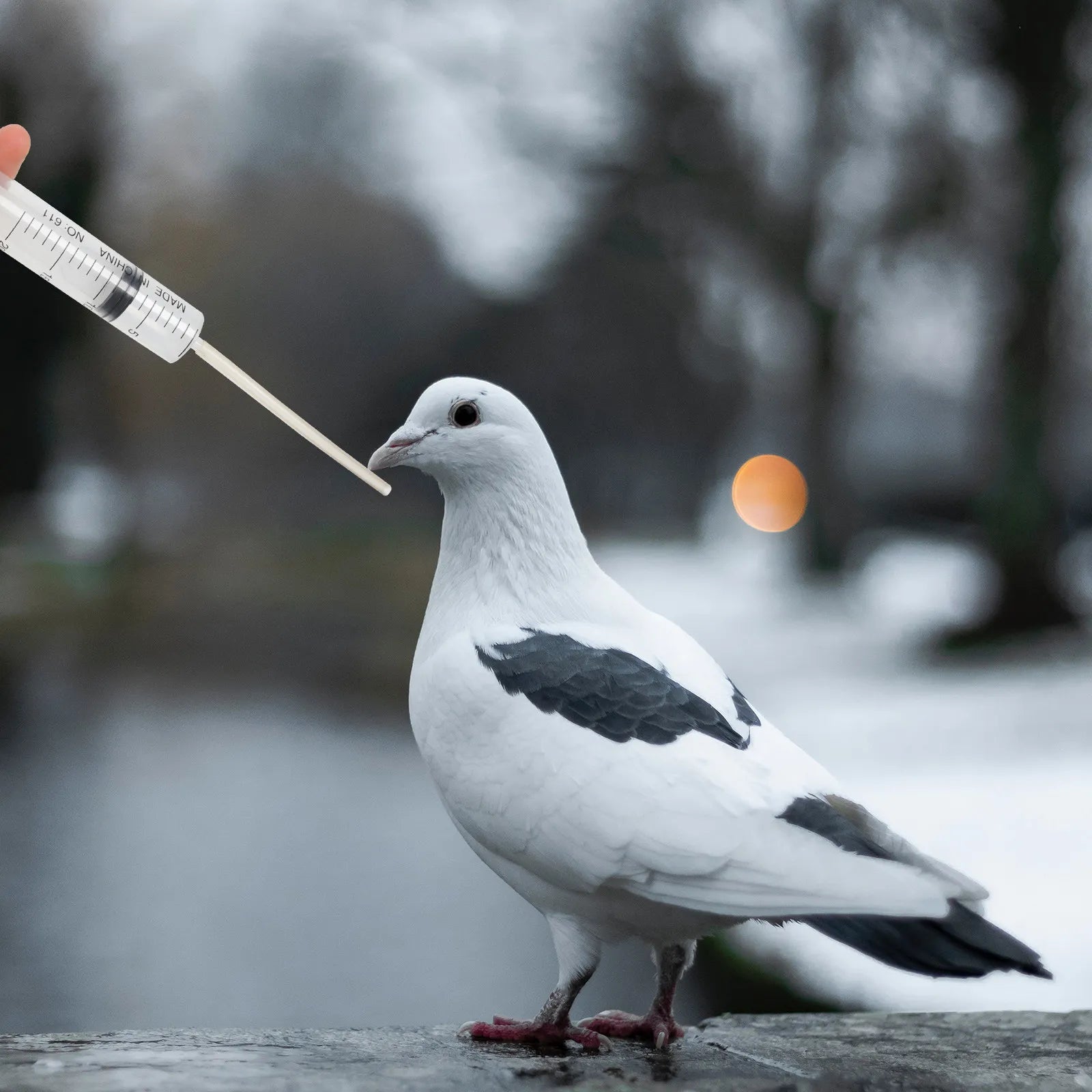 Pigeon Dispenser Safe Wear-resistant Plastic Hand Feeding Birds Pets