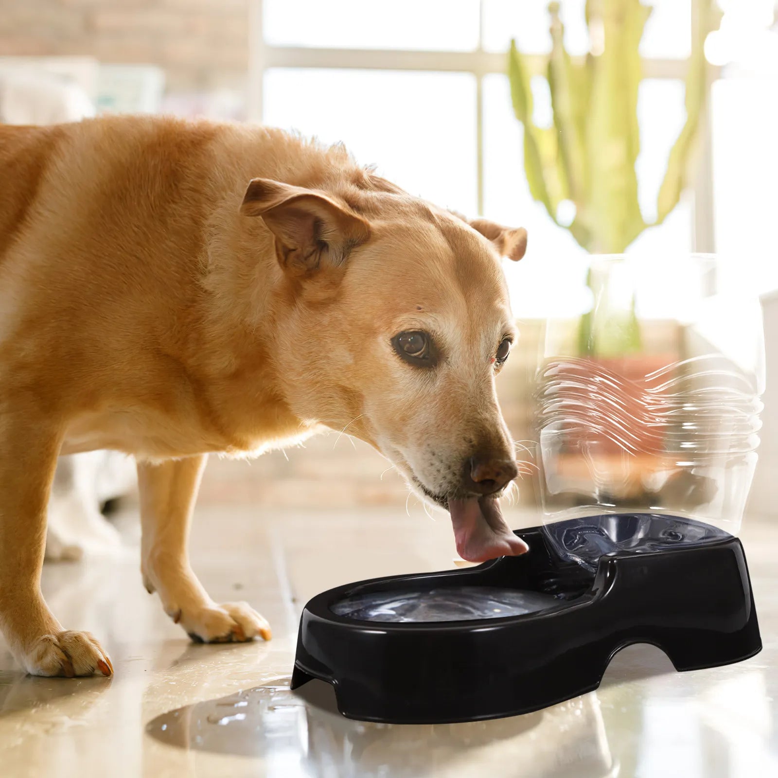 Pet Cat Dog Water Dispenser Transparent Bottle Automatic Refill