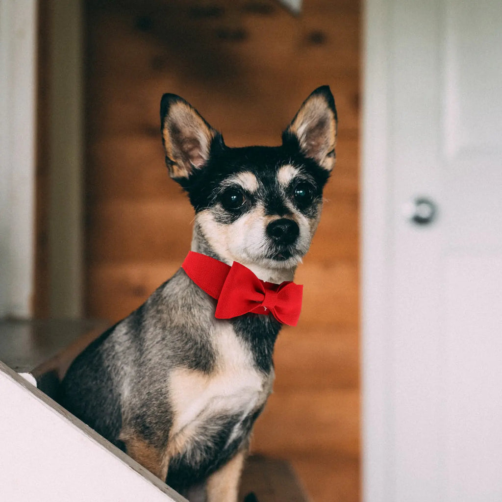 Chic Adjustable Bow Tie Collar Dogs Cats Breathable Comfortable