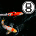 Fish Feeding Rings Aquarium Floating Plant Foam Feeder Circles