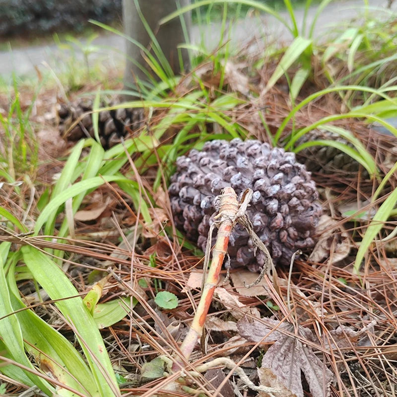 Outdoor Pinecone Spare Garden Key Box Rock Hidden Hide Stone Security