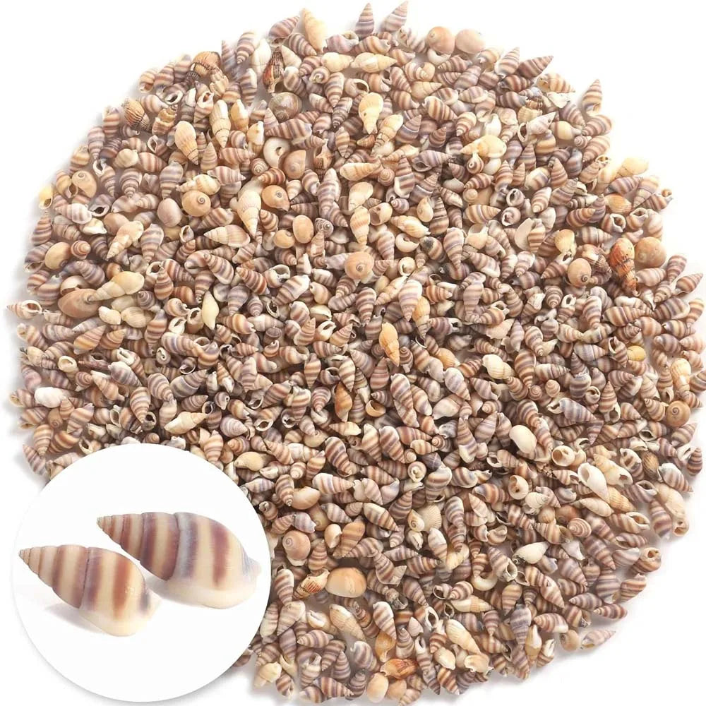 20g about100 PCS Tiny Mini Small Sea Shells for Crafting Spiral Conch Shells for Crafts Charms for Home Decorations Candle Decor Zpaxo