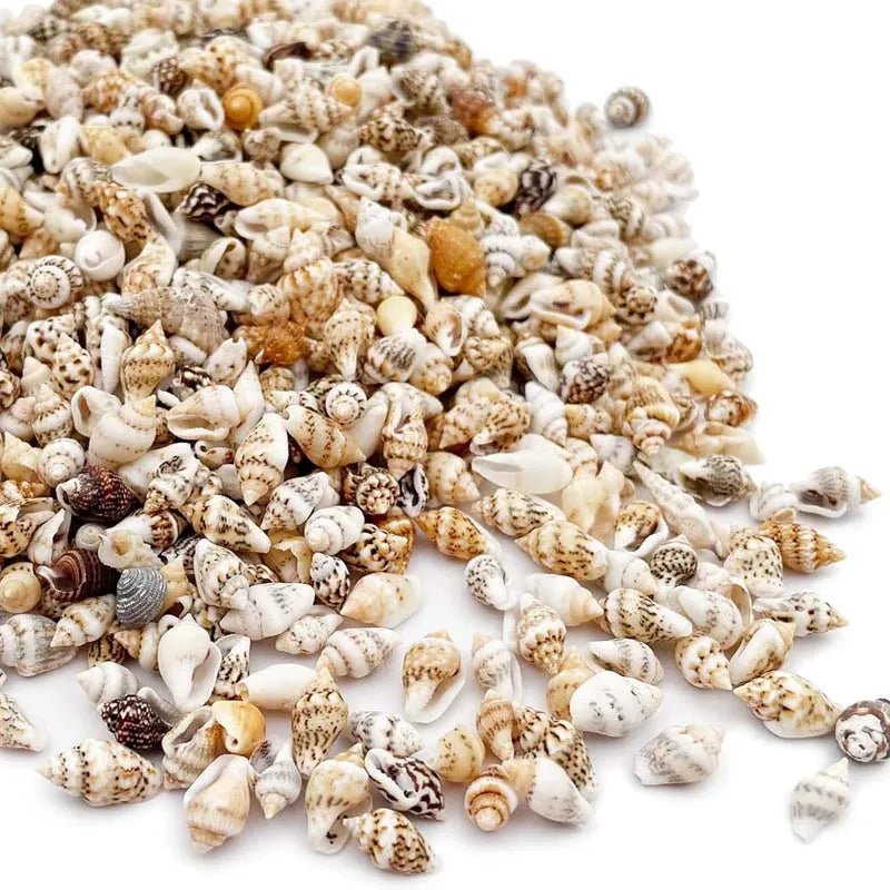 20g about100 PCS Tiny Mini Small Sea Shells for Crafting Spiral Conch Shells for Crafts Charms for Home Decorations Candle Decor Zpaxo 20g about100 PCS B