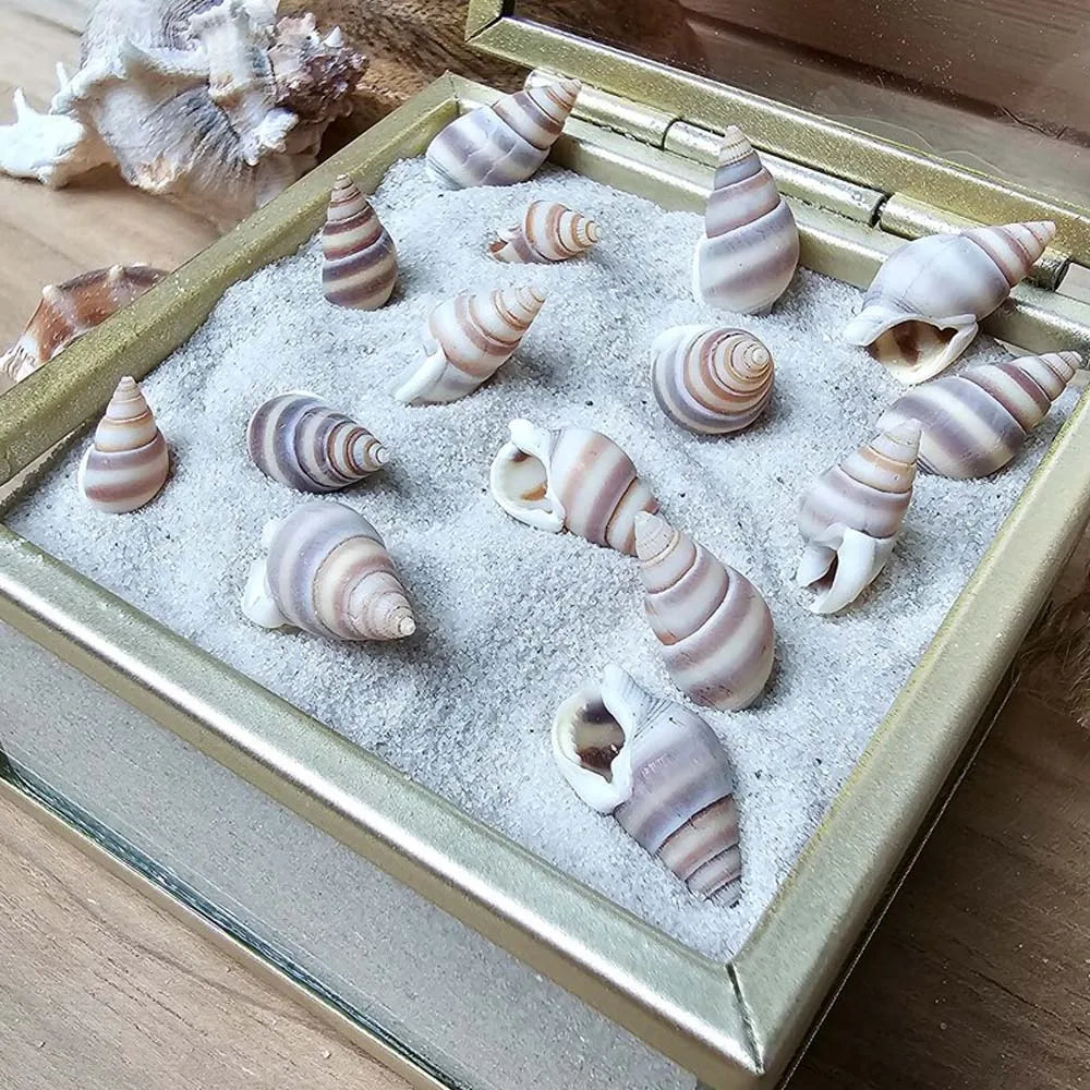 1Box Mini Sea Shells, Tiny Beach Shells,Seasnail For hobby, gift or decoration Art Crafts Projects Fish Tank Vase Fill Zpaxo