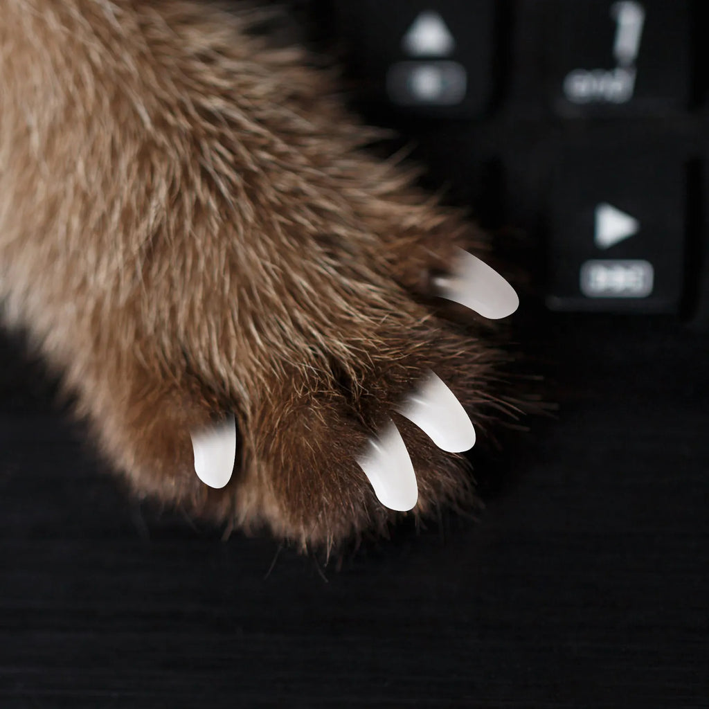 2Packs Pet Nail Caps Cat Dog Claw Covers Tpr Anti-scratch Furniture
