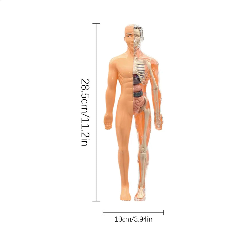 Anatomy Models Human Body 3D Human Skeleton Figure Toy Assembly Educational Toys For Kids Ages 6 School Classroom Teachers Zpaxo