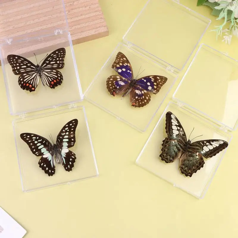 Insect Specimen Butterfly Girls Children's Day Teachers Exquisite Zpaxo