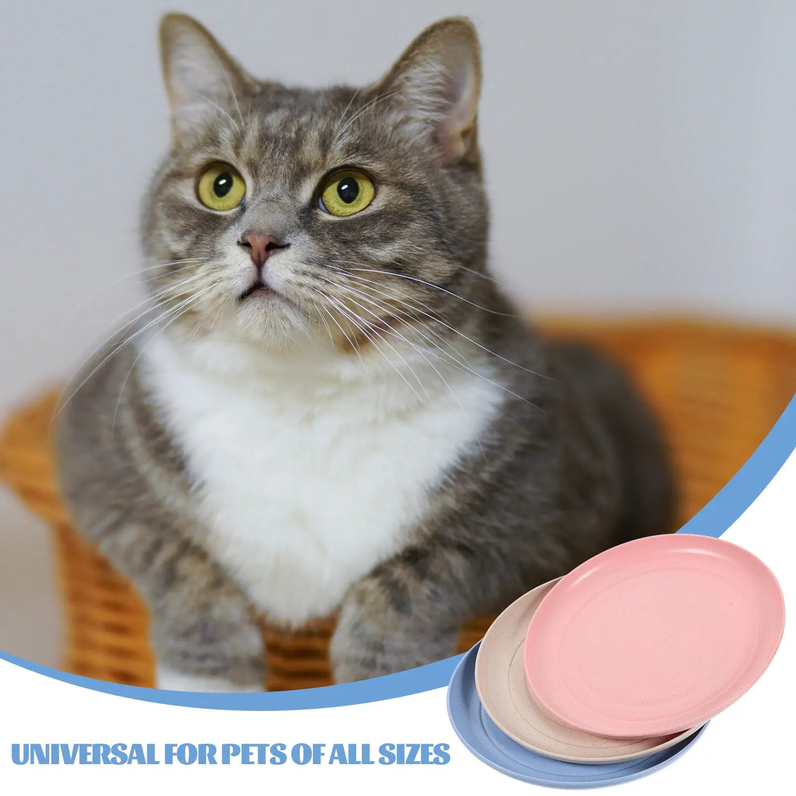 Cat Food Bowl Shallow Round Dishes Stable Easy Clean Feeding Wet Dry