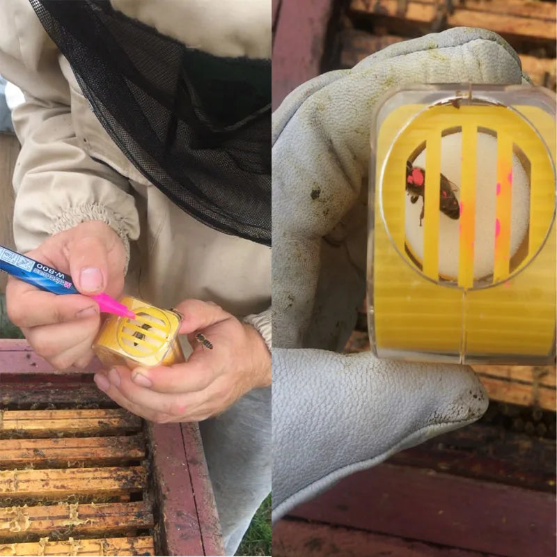 Rearing Queen Bee Marking Catcher Plastic Handed Marker Bottle