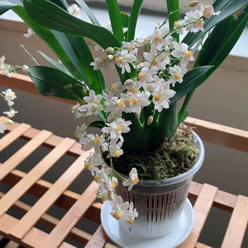 11/14cm Garden Flower Pot Plastic Mesh Pot Root Control Transparent Flowerpot For Orchid Flower Breathable Growth Container Zpaxo