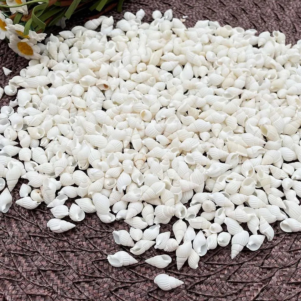 About 100pcs Natural White Beach Sea Shell BeadsTrumpet Spiral Seashells for DIY Craft Jewelry Making Wedding Party Home Decor Zpaxo