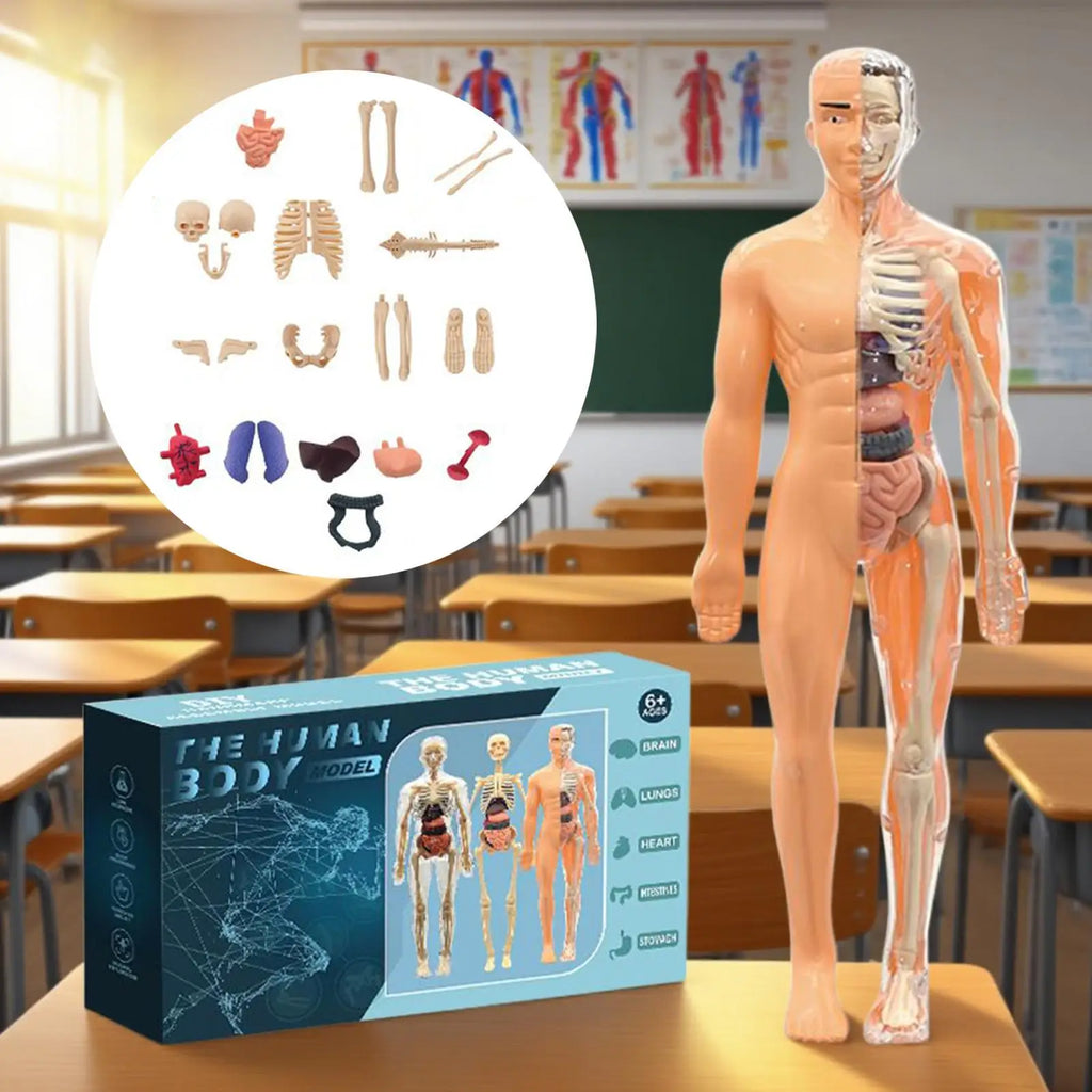 Anatomy Models Human Body 3D Human Skeleton Figure Toy Assembly Educational Toys For Kids Ages 6 School Classroom Teachers Zpaxo
