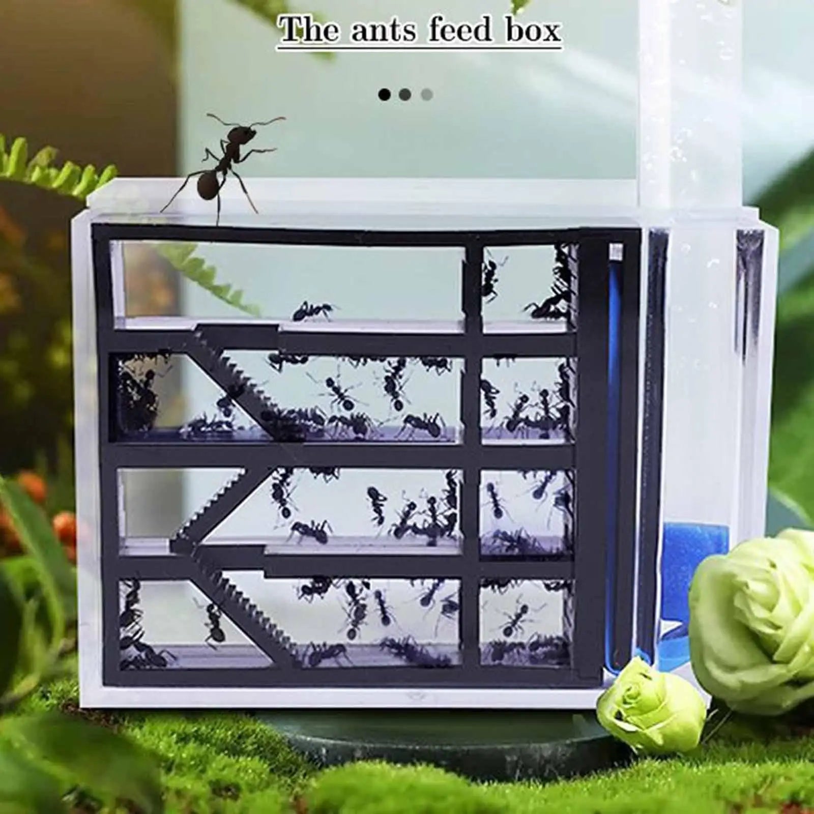 ANT Farm DIY Science Educational Study Easy Assemble Habitat Home Zpaxo