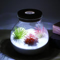 Transparent Borosilicate Glass Micro Landscape Bottle with LED Light Wooden Lid Ecological Terrarium for Indoor Home Decoration