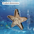 Seashell Holder Display Box Clear Starfish Shaped Case Collection